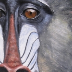 Robin-Huffman-painting-sign-mandrill-Ape-Action-Africa-Cameroon