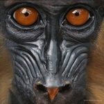 Robin-Huffman-Dylan-acrylic-painting-mandrill-orphan-Ape-Action-Africa-Cameroon