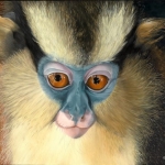 Robin-Huffman-Nunu-acrylic-painting-crowned-guenon-monkey-Ape-Action-Africa