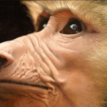 Robin-Huffman-Sunshine-acrylic-painting-olive-baboon-orphan-Ape-Action-Africa