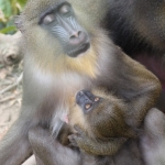 Robin-Huffman-Bella-and-Baby-photograph-mandrill-Ape-Action-Africa