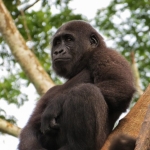 Robin-Huffman-Chickaboo-gorilla-orphan-photograph-Ape-Action-Africa