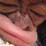 Robin-Huffman-Leyley-Lips-chimp-orphan-photograph-Ape-Action-Africa