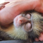 Robin-Huffman-Sherlock-Sleeps-crowned-guenon-monkey-orphan-photograph-Ape-Action-Africa