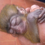 Robin-Huffman-Yoda-Sleeps-talapoin-monkey-orphan-photograph-Ape-Action-Africa